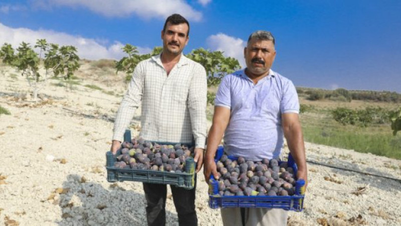 MERSİN BÜYÜKŞEHİR’İN İNCİR FİDANLARI ARTIK MEYVELERİNİ VERİYOR