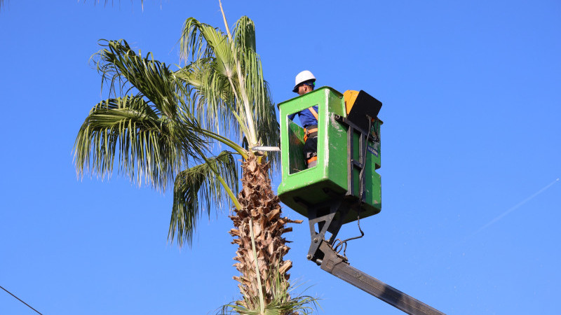 TOROSLAR BELEDİYESİNDEN AĞAÇLARA KIŞ BAKIMI