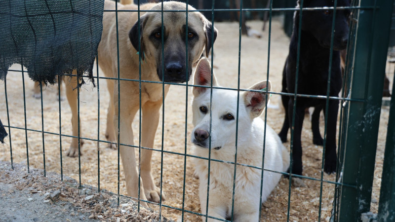 TOROSLAR’IN DOĞAL YAŞAM ALANI HAYVANSEVERLERDEN TAM NOT ALDI
